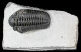 Detailed, Phacopid Trilobite - Morocco #54394-1